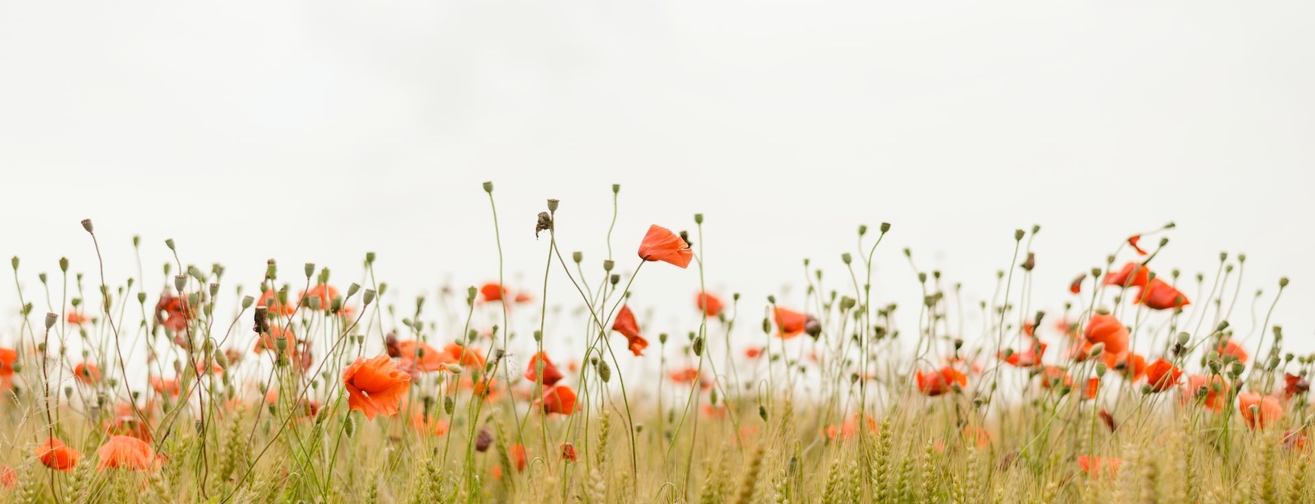 Poppy field